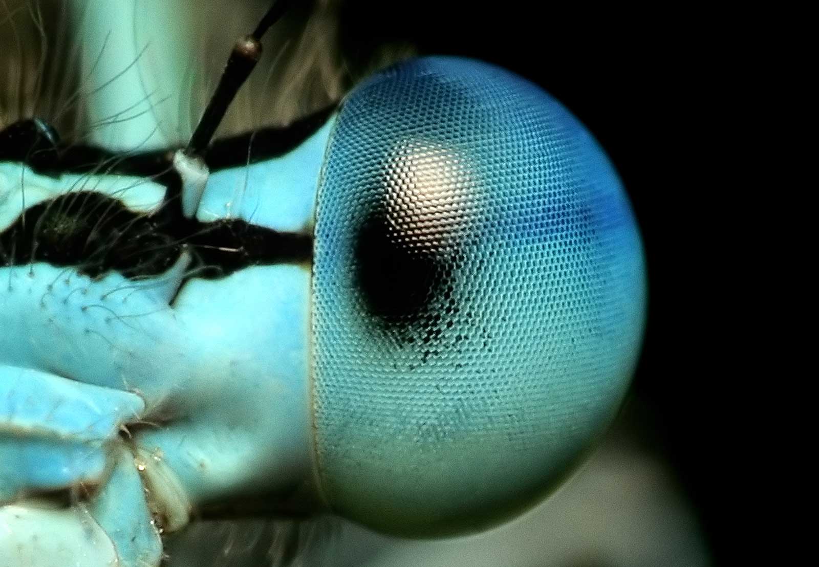 Close up of a dragonfly eye